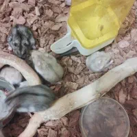 همستر کمپل|موش و خرگوش|تهران, جیحون|دیوار