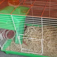 همستر|موش و خرگوش|بندرعباس, |دیوار