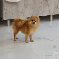 سگ پامر عروسکی ماده|سگ|کرج, شهرک بنفشه|دیوار