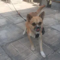 سگ گم شدع|سگ|کهنوج, |دیوار