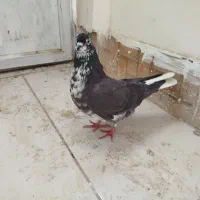 کبوتر تهرانی زوردار|پرنده|سرپل ذهاب, |دیوار