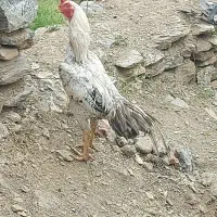 تخم مرغ لاری