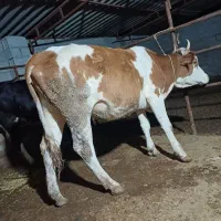 تلیسه دورگ سیمینتال چاق چاق گوساله گاو|حیوانات مزرعه|گمیشان, |دیوار