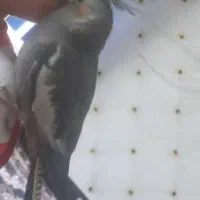 عروس پاریس