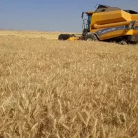 گندم بذری رقم پیشگام|خدمات باغبانی و درختکاری|کرمانشاه, |دیوار