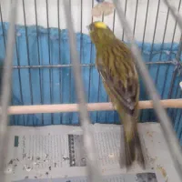 دو عدد قناری ماده تازه بالغ