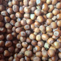 فندوق درشت اشکورات بدون واسطه