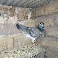 کفتر سوسکی سبز