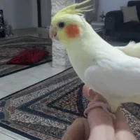 ماده اماده پنچ تخم|پرنده|شهریار, بکه|دیوار