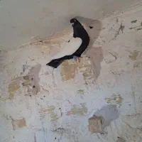 کبوتر سین سیاه