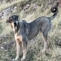 پژدر نسل برتر