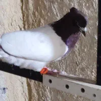 کله سرخ نر