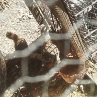 مرغ و خروس|حیوانات مزرعه|جهرم, |دیوار