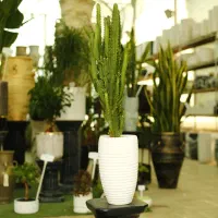 گل طبیعی در گلخونه|گل و گیاه طبیعی|پردیس, شهرک صنعتی خرمدشت فاز ۷|دیوار