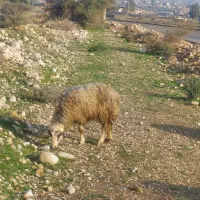 ۵ راس میش ترکی|حیوانات مزرعه|جم, |دیوار