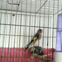 3تاسقایاسهره خوشکل مست|پرنده|کرمان, |دیوار