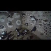 کفتر چخ سینه کله .رنگی