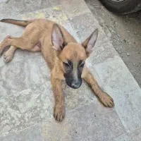 واگذاری توله سگ ژرمن شپرد