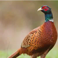 فروشی|پرنده|میبد, |دیوار