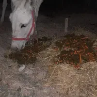 خر الاغ ماده جوان|حیوانات مزرعه|فلاورجان, |دیوار