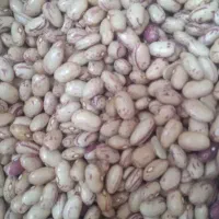لوبیا چیتی