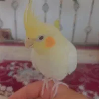 عروس هلندی ماده