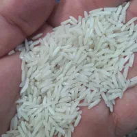 برنج شیرودی محلی