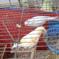 قناری کاکولی خوشکل