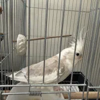 جوجه آلبینو ابلغ