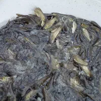 فروش طلای آبی (بچه ماهی کپور)|ماهی|مرودشت, فاز اول شهرک فرهنگیان|دیوار
