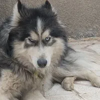 حیوانات خانگی