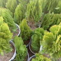 شمشاد زنی بادستگاه