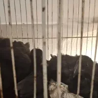 جوجه ایام . براکل و امروک|حیوانات مزرعه|شیراز, کوشک میدان|دیوار