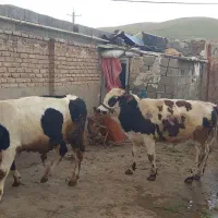 سه عدد گوساله نر اصیل سیمینتال وانگوست درجه یک