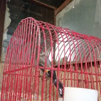 گاوصندوق دوطبقه ۵تومان وجوجه گلبسر وجوجه سهره|پرنده|نورآباد, |دیوار