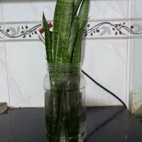 معاوضه گل|گل و گیاه طبیعی|نیشابور, فردوس شمالی|دیوار