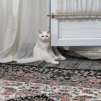 گربه ی بریتیش ماده ۹ماهه