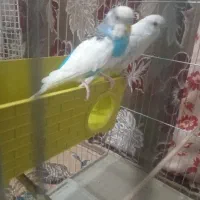 یک جفت مرغ عشق