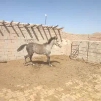 فروشی|اسب و تجهیزات اسب‌سواری|قزوین, |دیوار