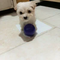 سگ پودل خانگی..قیمت۸۵۰۰