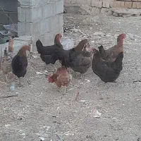 مرغ .تعدادی فریح ۷ماهه .جوان تازه تخم میزارن