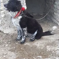 سگ نر قهدریجانی قدرجونی