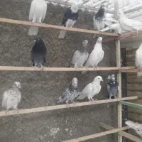 ۳۴طوق کبوتر پرشی|پرنده|تهران, جوادیه|دیوار