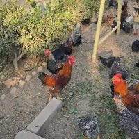 فروش خروس رسمی سلامت بهشرط|حیوانات مزرعه|پاکدشت, پاکدشت (مامازند)|دیوار