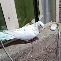 کبوتر|پرنده|بروجرد, |دیوار