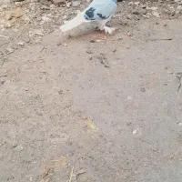 کبوتر کورکورو نر