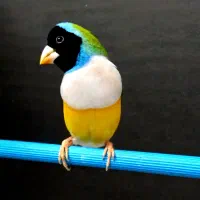 فنچ