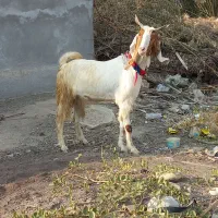 بز دورگ|حیوانات مزرعه|خورموج, |دیوار