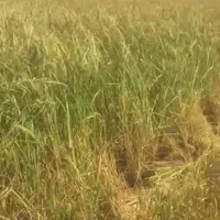 فروش یک هکتار زمین کشاورزی سرخ رود