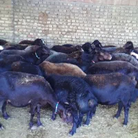 برره.نر.گوسفند|حیوانات مزرعه|سبزوار, ابارش|دیوار